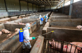 Alerta comercial: fondos potencian apuestas bajistas ante la posibilidad de un derrumbe de la demanda china provocada por la fiebre porcina africana