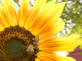 La Agencia Ambiental de EE.UU. determinÃ³ que el insecticida imidacloprid â€œpresenta riesgos para las abejasâ€