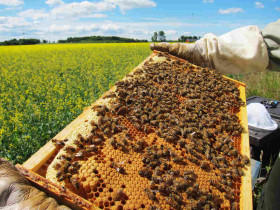 Dos estudios publicados en Nature muestran evidencia de que los neonicotinoides provocan daÃ±os en poblaciones de abejas