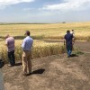 TerminÃ³ la pesadilla kirchnerista: Argentina volviÃ³ a integrar la mayor parte de sus exportaciones cerealeras con partidas de trigo pan