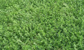 El ingreso de semillas de alfalfa cayÃ³ un 35% por el aumento de los costos de importaciÃ³n: prevalecieron compras de grupos largos