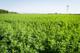 Argentina autorizÃ³ la siembra de alfalfa tolerante a glifosato con contenido reducido de lignina