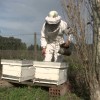 ComenzÃ³ la semana de la miel: un negocio en el cual los exportadores se empoman a los apicultores