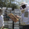 Siguen recuperÃ¡ndose los precios de exportaciÃ³n de la miel: el efecto derrame llegÃ³ a los apicultores