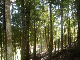 No Cambiamos: el gobierno violarÃ¡ la Ley de Bosques por octavo aÃ±o consecutivo