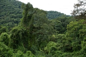 Default ambiental: el gobierno nacional violarÃ¡ la Ley de Bosques por sexto aÃ±o consecutivo