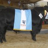 En lo que va de 2012 se duplicaron las exportaciones argentinas de semen bovino