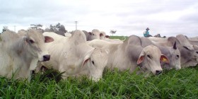 Brasil: prohÃ­ben las ivermectinas de larga duraciÃ³n para asegurar la calidad de las exportaciones de carne bovina