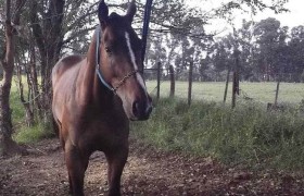 En marzo comienza un nuevo sistema para comercializar caballos que pretende eliminar la posibilidad de que se faenen animales robados