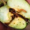 Investigadora argentina logra avances en bioinsecticidas para controlar la principal plaga de peras y manzanas