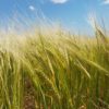 Locura geopolÃ­tica: en la Argentina la cebada forrajera vale casi tanto como el trigo