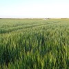 Se destruyeron los precios de la cebada: sÃ³lo una sÃºper cosecha puede salvar al cultivo del desastre