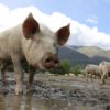 Desastre: se derrumba el consumo de maÃ­z en China por el impacto de la fiebre porcina africana
