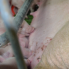 Determinaron nuevas remuneraciones mÃ­nimas para trabajadores de granjas porcinas con un ajuste anual del 25%