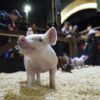 Este aÃ±o no habrÃ¡ cerdos en la Expo Rural de Palermo para evitar el riesgo de introducciÃ³n de la fiebre porcina africana en territorio argentino