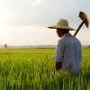 El futuro de China estÃ¡ en el campo: el gobierno central recortarÃ¡ recursos en la industria pesada para reasignarlos al desarrollo del sector agropecuario