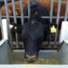 FinalizÃ³ el primer trabajo de investigaciÃ³n argentino con balanzas digitales para identificar bovinos con mejores eficiencias de conversiÃ³n