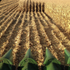 Los transportistas de granos no estÃ¡n solos: contratistas de cosecha gruesa piden un ajuste por inflaciÃ³n del 25%