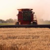 Sigue subiendo el precio del trigo Rosario en plena cosecha: productores restan oferta al embolsar partidas con altos niveles proteicos