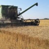 Facma publica por primera vez precios orientativos en dÃ³lares del servicio de cosecha de trigo: â€œLo ideal serÃ­a cobrar con granosâ€
