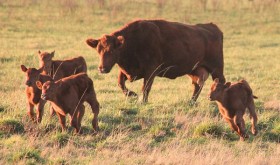 Los criadores creen que el futuro serÃ¡ mejor: el proceso de retenciÃ³n de vientres bovinos cumpliÃ³ un aÃ±o