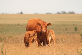 Una ayudita para recomponer el stock bovino: productores ganaderos podrÃ¡n acceder a crÃ©ditos dolarizados con tasas mÃ¡s convenientes
