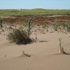 En Uruguay comienza a ser obligatorio el manejo responsable de suelos: esperan que contribuya a normalizar el valor de los arrendamientos agrÃ­colas
