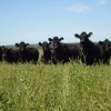 Tibia recuperaciÃ³n del stock bovino: al ritmo actual habrÃ¡ que esperar hasta 2016 para tener la misma cantidad de hacienda que en 2008