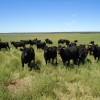RÃ©cord: exportaciones uruguayas de carne bovina superan en mÃ¡s de un 110% a las argentinas
