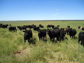 Uruguay: en 2012 ganaderos CREA comercializaron mÃ¡s de 16.000 bovinos en el marco de acuerdos de integraciÃ³n con frigorÃ­ficos