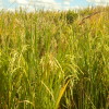 El gobierno eliminÃ³ la retenciÃ³n al arroz no parbolizado sin pulir: los representantes del sector habÃ­an solicitado la medida en febrero de 2014