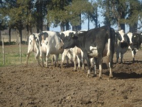 ComenzÃ³ a caer el precio de la leche en Uruguay (pero sigue siendo 45% superior al cobrado por tamberos argentinos)