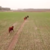 Nueva funcionalidad de los drones: arreo remoto de animales que invaden campos ajenos