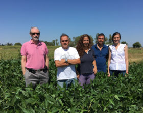 Un logro argentino: el Inase aprobÃ³ la variedad de soja Tango 4S que tiene la mayor parte de sus vainas con cuatro semillas