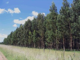 El proyecto para extender la promociÃ³n de inversiones en bosques cultivados fue incluido en las sesiones legislativas extraordinarias