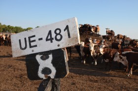 Por el atraso cambiario es mucho mejor negocio vender carne vacuna premium a los consumidores argentinos que a los europeos