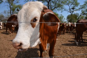 Sin regalo de Navidad para los ganaderos argentinos: derrumbe de precios de la hacienda por exceso de oferta de proteÃ­nas animales