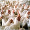 Pollos: el consumidor argentino paga mÃ¡s que el comprador extranjero