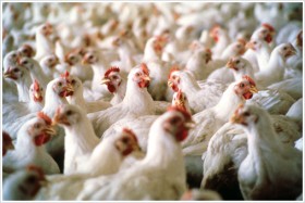 Pollos: el consumidor argentino paga mÃ¡s que el comprador extranjero
