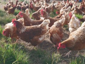 Carrefour comenzÃ³ a vender huevos de gallinas â€œlibres de jaulaâ€ que son â€œalimentadas a base de vegetalesâ€