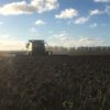 FinalizÃ³ la cosecha argentina de girasol: el sudeste bonaerense logrÃ³ el mayor rinde con un promedio de 23,5 qq/ha