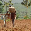 Sigue cayendo el precio internacional de los fertilizantes fosforados por el derrumbe de la demanda india