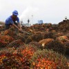 Cuando el mercado colapsa se necesitan polÃ­ticos: Indonesia planea incrementar en un 165% el subsidio destinado al biodiesel 