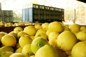 Se aprobÃ³ el plan de control del HLB: los costos serÃ¡n afrontados por los productores citrÃ­colas