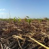 Esta semana no se prevÃ©n precipitaciones importantes en la zona pampeana: se complica la siembra de maÃ­z tardÃ­o en algunos sectores