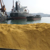 Golpe bajista para el maÃ­z: China bloqueÃ³ el ingreso de granos destilados estadounidenses por contener un evento no aprobado de Syngenta