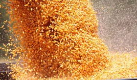 Se cubriÃ³ la totalidad del cupo de exportaciÃ³n de maÃ­z: a partir de ahora la retenciÃ³n efectiva del cereal serÃ¡ del 33% en el mejor de los casos