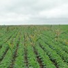 Embrapa alerta que el maÃ­z guacho RR atenta contra el cultivo de soja: â€œPuede reducir hasta un 50% la productividadâ€