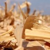 Cambio climÃ¡tico: un estudio del gobierno nacional asegura que el cultivo de maÃ­z contribuye a reducir las emisiones de gases de efecto invernadero