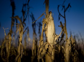 Alerta: la suba de los precios de los granos podrÃ­a ser restringida por factores polÃ­ticos 